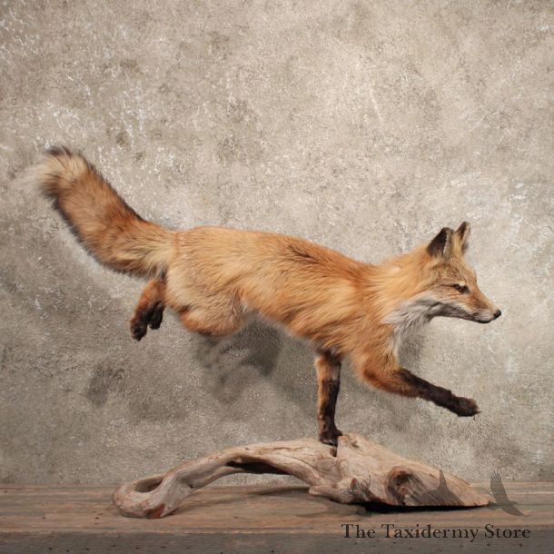 Running Red Fox