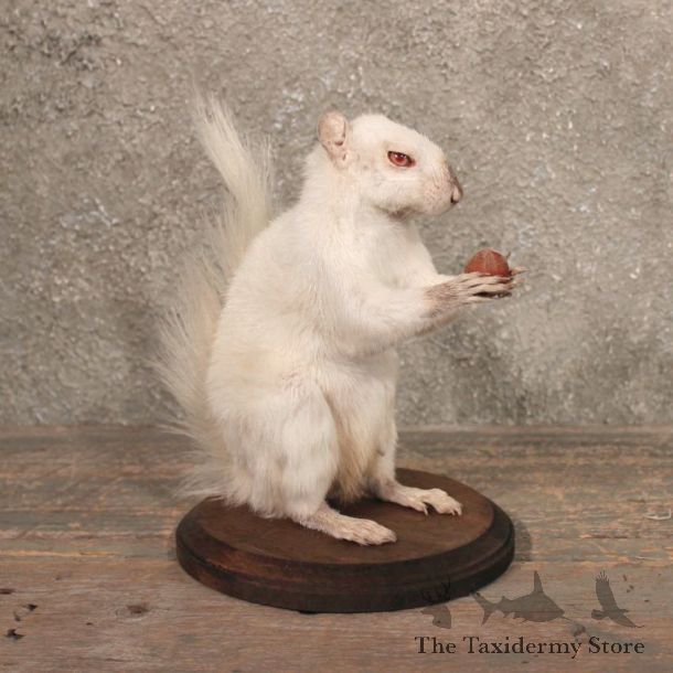 Albino Grey Squirrel Taxidermy Mount For Sale