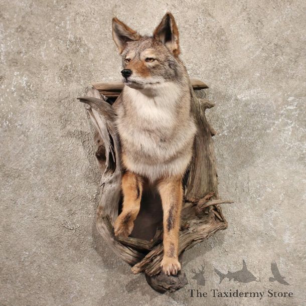 Wall Hanging Coyote
