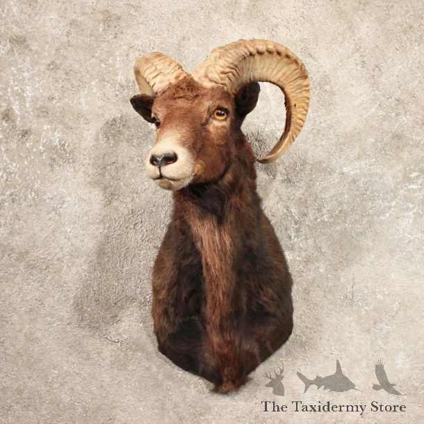 Black Mouflon Ram Shoulder Taxidermy Sheep Mount For Sale