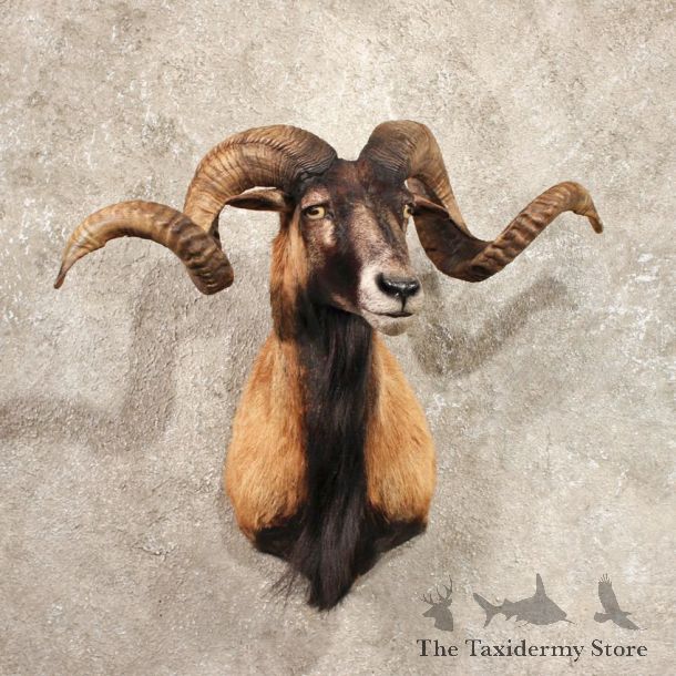 Corsican Ram Shoulder Taxidermy Sheep Head Mount For Sale