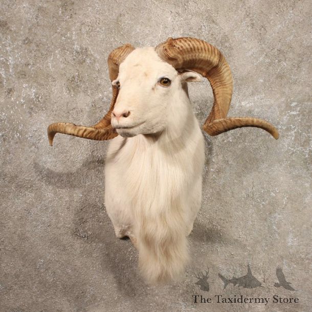 White 'Texas Dall' Corsican Ram Taxidermy Shoulder Mount For Sale
