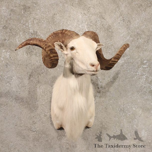 White 'Texas Dall' Corsican Ram Taxidermy Shoulder Mount For Sale