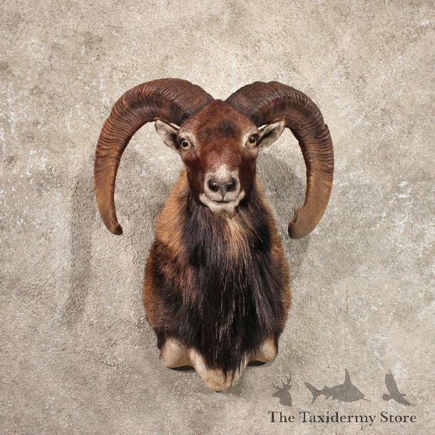 Mouflon Ram Shoulder Taxidermy Head Mount For Sale