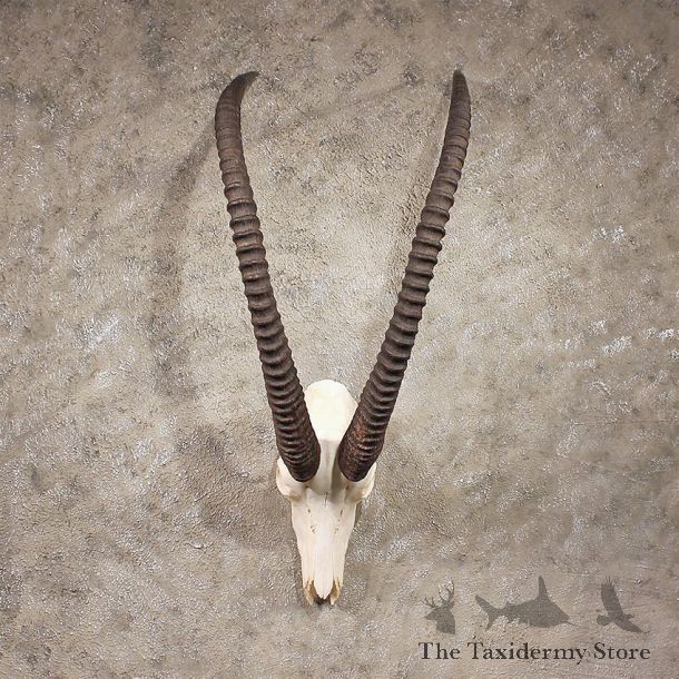 African Sable Skull #11305 - The Taxidermy Store