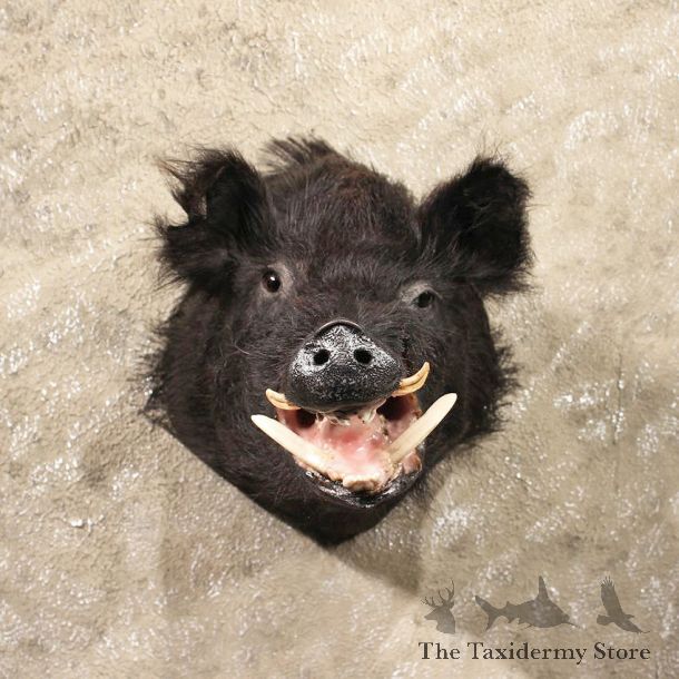 Black Boar Taxidermy Mount #11311 - The Taxidermy Store
