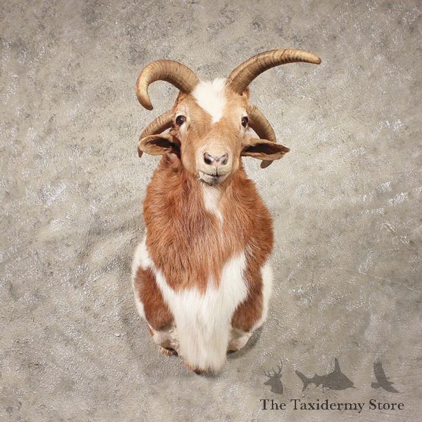 Jacobs Four Horn Ram #11312 - The Taxidermy Store