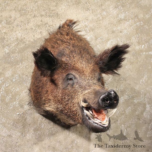 Russian Boar Mount #11313 - The Taxidermy Store