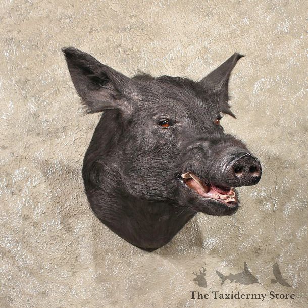Black Boar Taxidermy Mount #11314 - The Taxidermy Store