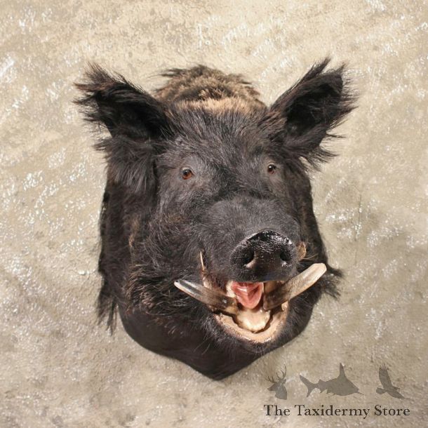 Black Russian Boar Mount #11315 - The Taxidermy Store
