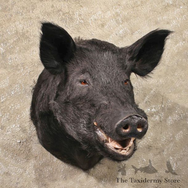 Black Boar Mount #11316 - The Taxidermy Store