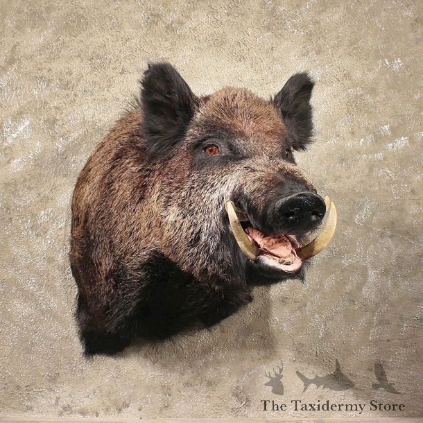 Russian Boar Mount #11317 - The Taxidermy Store