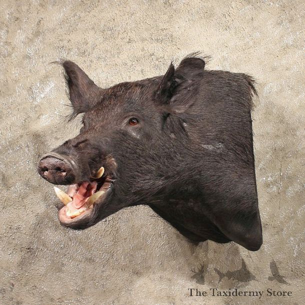 Black Boar Mount #11319 - The Taxidermy Store