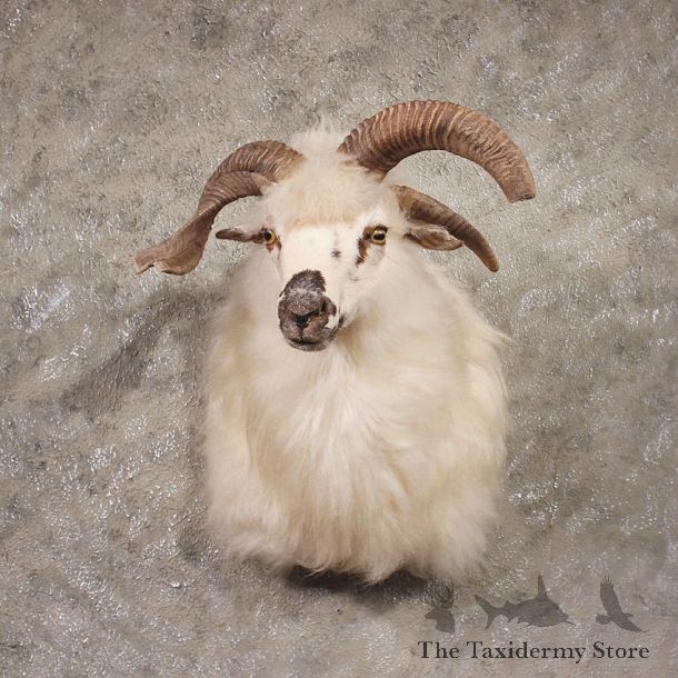 Jacobs Three Horn Ram #11323 - The Taxidermy Store