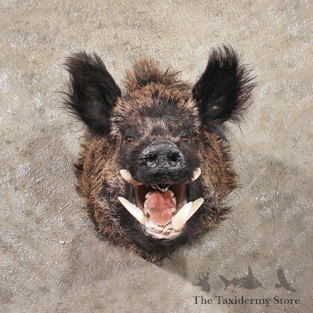 Unique 5 Tusk Boar Mount #11324 - The Taxidermy Store