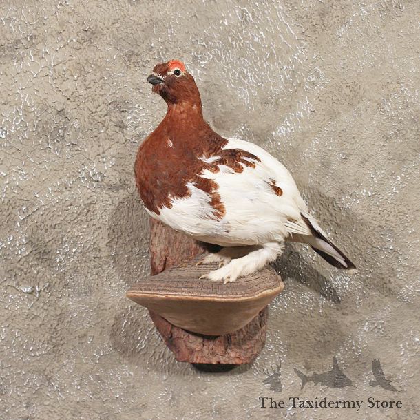 Willow Ptarmigan Mount #11325 - The Taxidermy Store