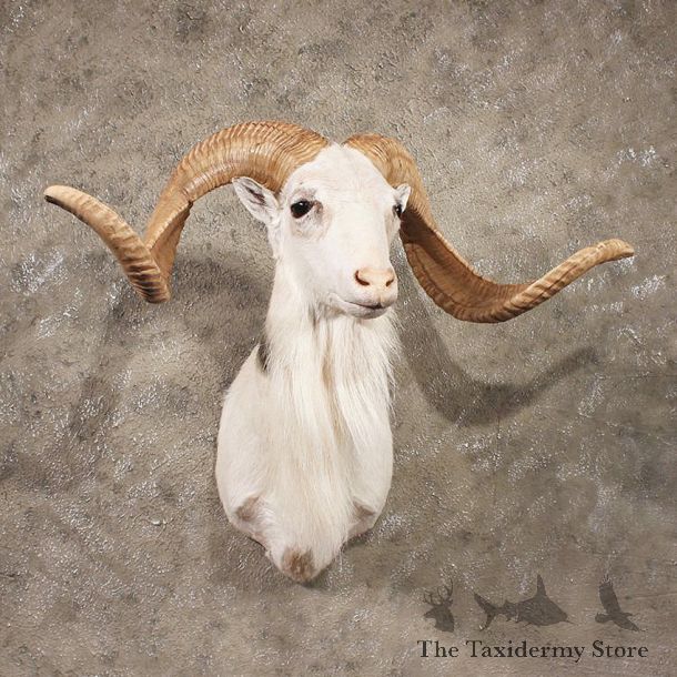 White Coriscan Ram Mount #11326 - The Taxidermy Store