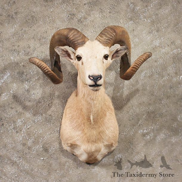 Corsican Ram Shoulder Mount #11333 - The Taxidermy Store