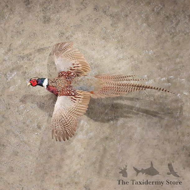 Ringneck Pheasant Bird Mount #11337 - The Taxidermy Store