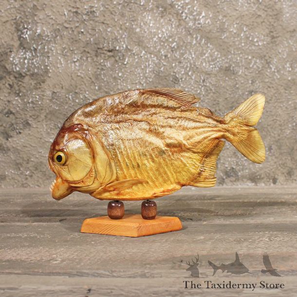 Red Bellied Piranha Fish Mount #11339 - The Taxidermy Store