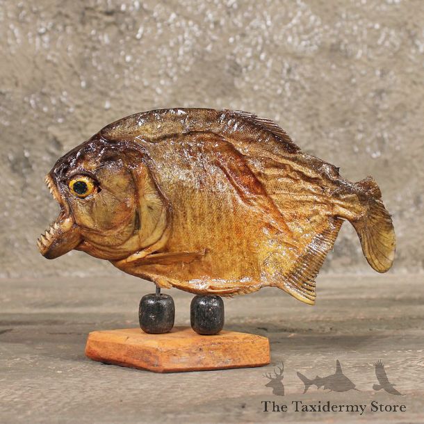 Red Bellied Piranha Fish Mount #11341 - The Taxidermy Store