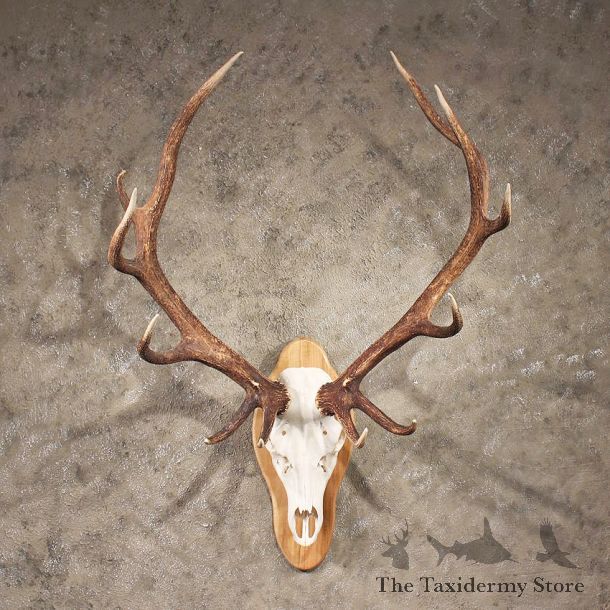 Red Deer Stag Antler Plaque #11344 - The Taxidermy Store