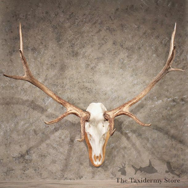 Elk Antler Plaque #11345 - The Taxidermy Store
