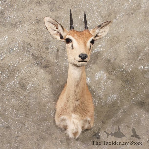African Oribi Shoulder #11348 - The Taxidermy Store