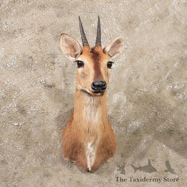 African Grey Duiker Shoulder #11349 - The Taxidermy Store