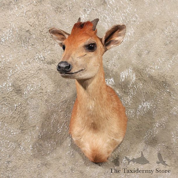 African Bay Duiker Shoulder #11350 - The Taxidermy Store