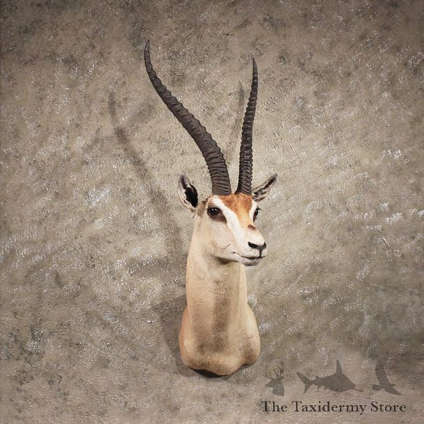 African Grants Gazelle Mount #11355 - The Taxidermy Store