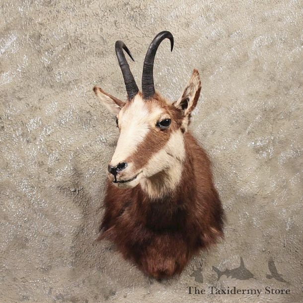 Alpine Chamois Shoulder Mount #11356 - The Taxidermy Store