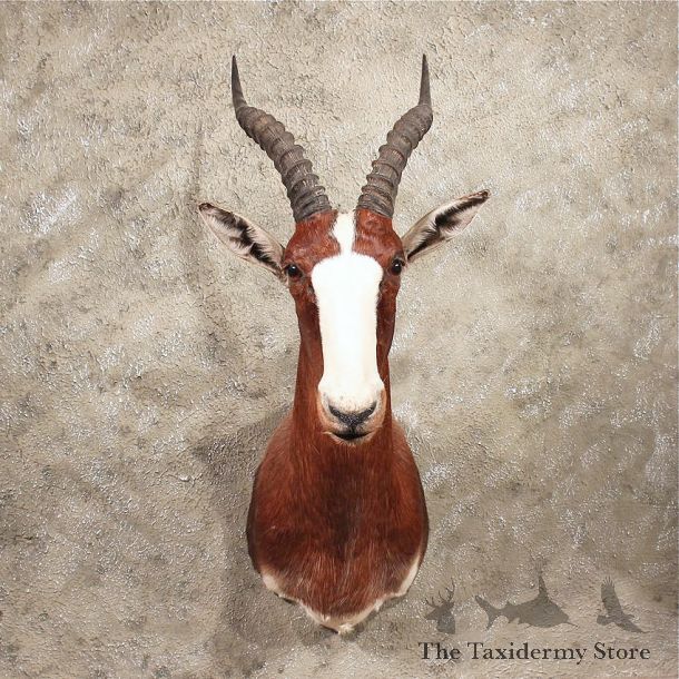 African Blesbok Shoulder #11357 - The Taxidermy Store