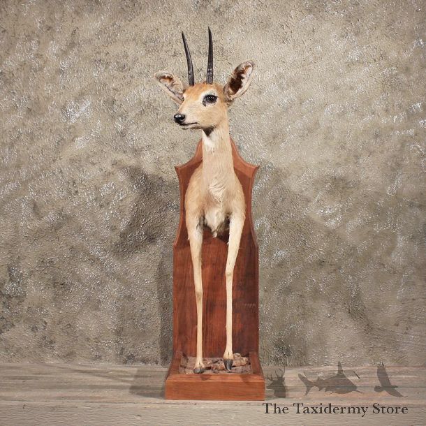 African Steenbok Mount #11358- The Taxidermy Store