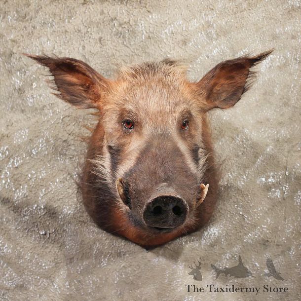 For Sale - African Bushpig Shoulder Mount #11364 - The Taxidermy Store