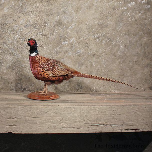 For Sale - Ringneck Pheasant Bird Mount #11367 - The Taxidermy Store