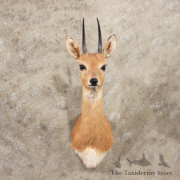 For Sale - African Oribi Mount #11370 - The Taxidermy Store