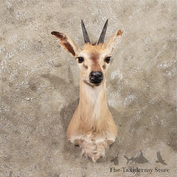 For Sale - African Grey Duiker Shoulder #11371 - The Taxidermy Store