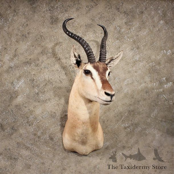 For Sale - African Somali Soemmerings Gazelle #11372 - The Taxidermy Store
