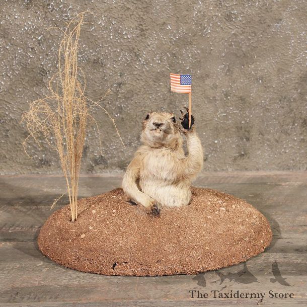 For Sale - Richardson's Ground Squirrel Gopher #11376 - The Taxidermy Store