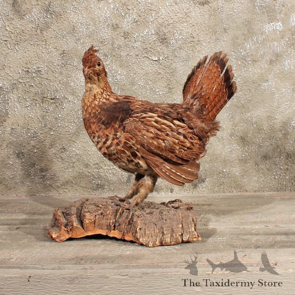 For Sale - Standing Ruffed Grouse Mount #1377 - The Taxidermy Store