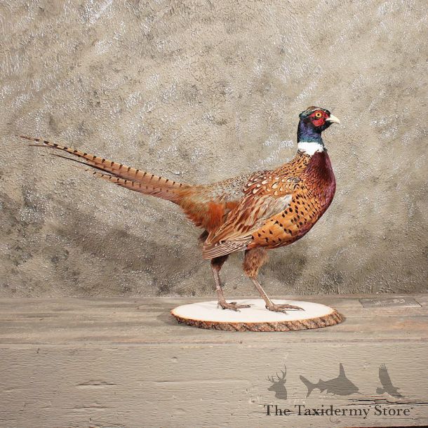 For Sale - Ringneck Pheasant Bird Mount #11380 - The Taxidermy Store