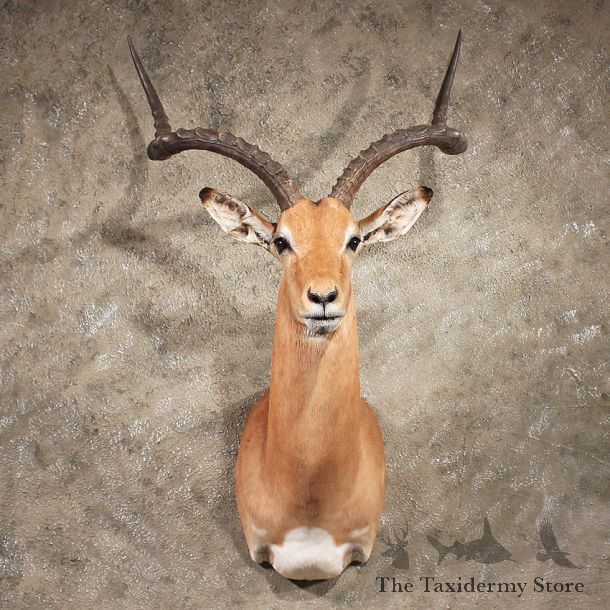 African Impala Shoulder Mount#11381 - The Taxidermy Store