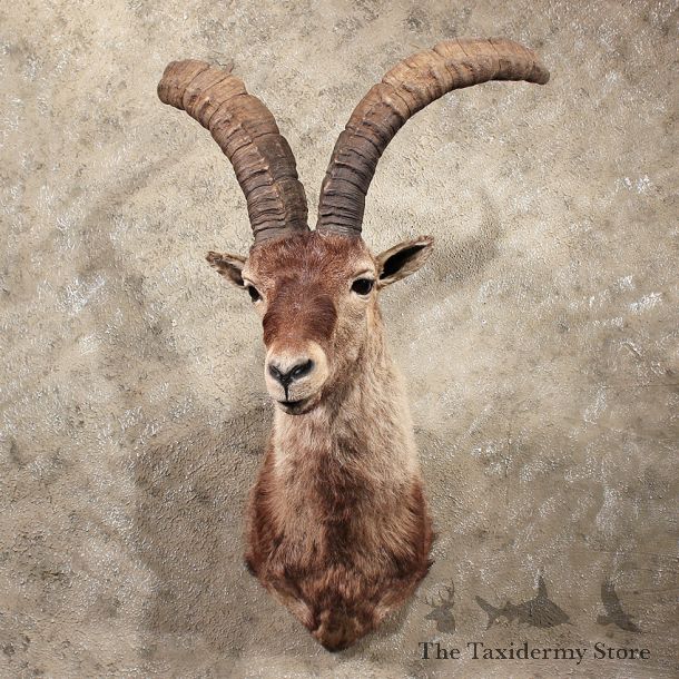 For Sale - Gredos Ibex Shoulder Mount #11382- The Taxidermy Store