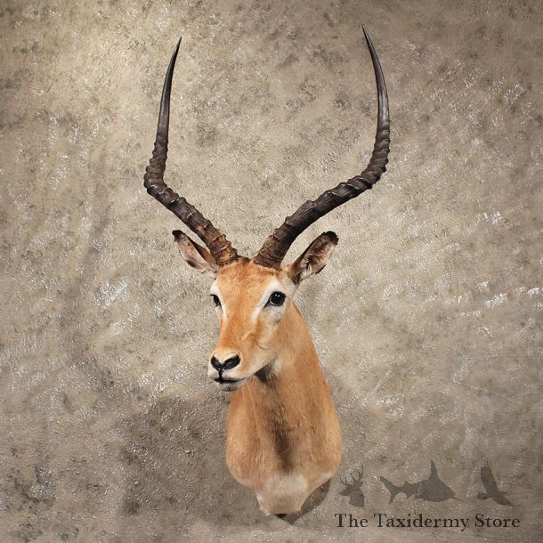 For Sale - African Impala Shoulder Mount#11383 - The Taxidermy Store