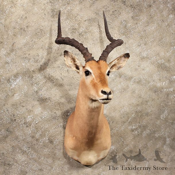 For Sale - African Impala Shoulder Mount#11384 - The Taxidermy Store