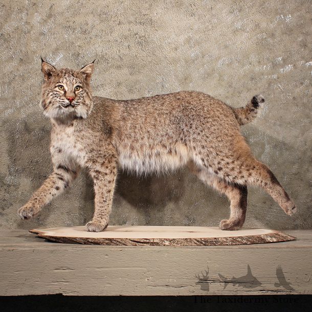 For Sale - Standing Bobcat Mount #11385 - The Taxidermy Store