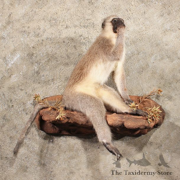 African Vervet Monkey #11388 - The Taxidermy Store