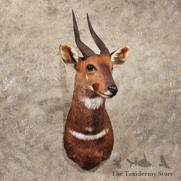 African Bushbuck Shoulder #11389 - For Sale @ The Taxidermy Store