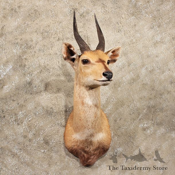 African Bushbuck Shoulder #11390 - For Sale - The Taxidermy Store